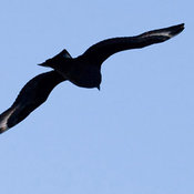 South Polar Skua